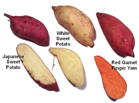 A variety of modern sweet potato types